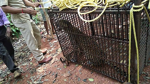 विहिरीत पडलेल्या बिबट्याला बाहेर काढण्यात यश