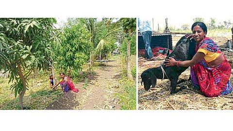 1) राऊत कुटुंबाने जोपासलेली फळबाग. 2) मालन राऊत यांना शेळीपालनाचा चांगला आधार झाला.