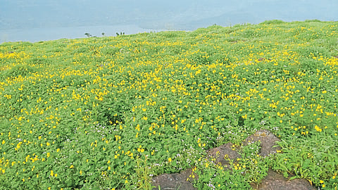 मेरुलिंग पठारावर पसरलाय फुलांचा गालिचा; पर्यटक प्रफुल्लित