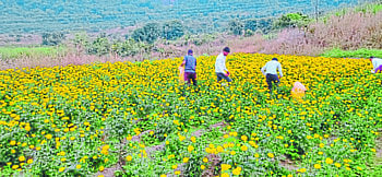 Due to Diwali flower prices increased in Akole taluka