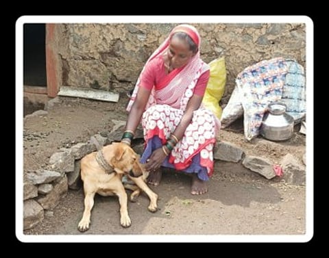 Success story of Fasabai Ananda Golwada in Akole taluka