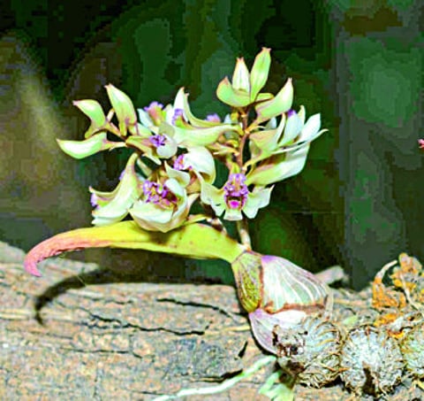 सातपुड्यात दुर्मिळ नीलमणी आमरीचे अस्तित्व; वनस्पती अभ्यासकांचे संशोधन