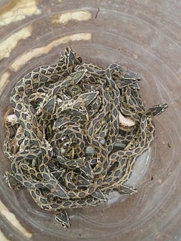 दिड तास जीव धोक्यात घालून तब्बल ३१ घोणस सर्पांचे वाचविले प्राण