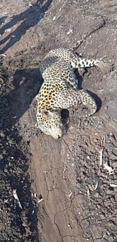 अंगावर साधी जखम नाही तरी बिबट्याचा मृत्यू ?