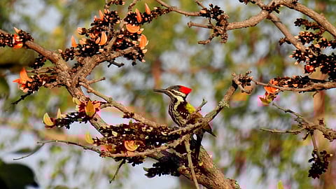 'नागझिरा'तील निसर्ग चित्रे झळकणार आता डेक्कन क्वीनवर