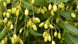 Neem Seed For Crop Nutrition