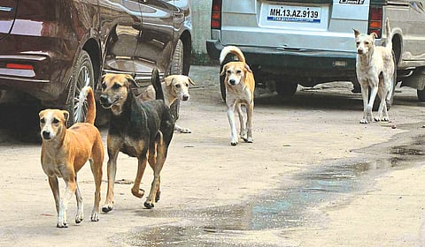 Online Dog Story.jpeg