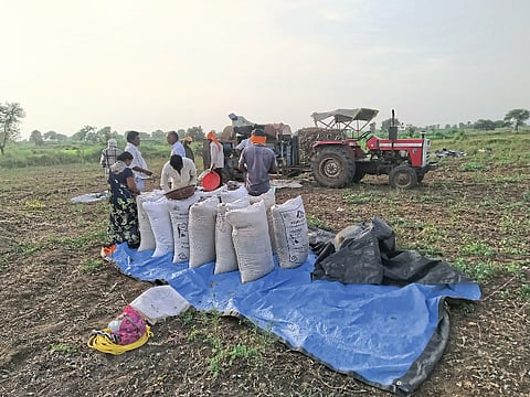 पचखेडीः शेतात सोयाबीन कापणीनंतर मळणी करताना शेतकरी.