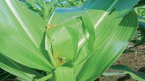 अडीच हजार हेक्टरवर लष्करी अळी ; जिल्ह्यात चाराटंचाई भासणार