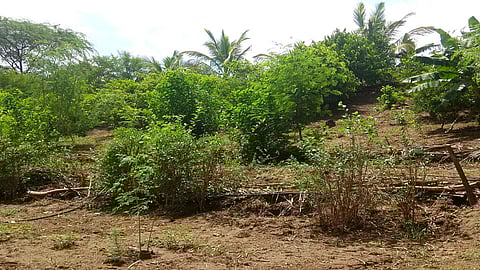 पिता - पुत्रांच्या कष्टाने फुलला नापिक शिवार...