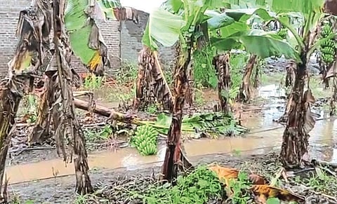 Eight and a half thousand hectares hit by Rain in Sangli district; Department of Agriculture begins preparation of Panchnama