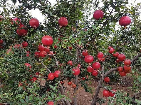 शेतांमध्ये डाळिंबाचे सांगाडे; कागद वाचविण्यासाठी शेतकऱ्यांची धडपड