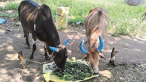 रामनगर : उटवद शिवारात विक्रीअभावी शेतातील जनावरांना चारा म्हणून टाकलेली भेंडी व कोबी.