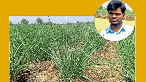 राजू जाधव यांनी उसात केलेले पाचटाचे आच्छादन.