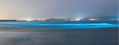 Noctiluca Unicellular dinoflagellate information by Professor Swapnaja Mohite