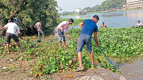 नदीपात्रातील जलपर्णी काढताना कामगार.