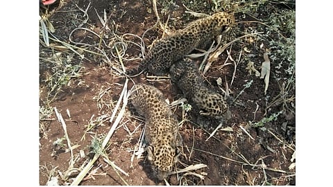 Leopard calves