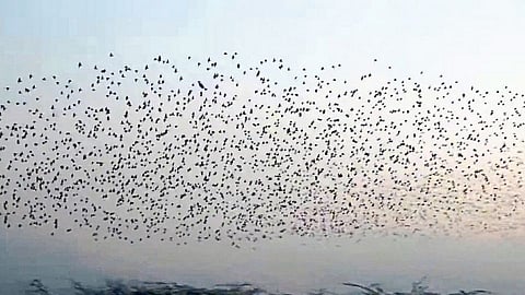 European Bhoradya exercises on Fields at the bank of Krishna river; Spectacular movement of migratory birds