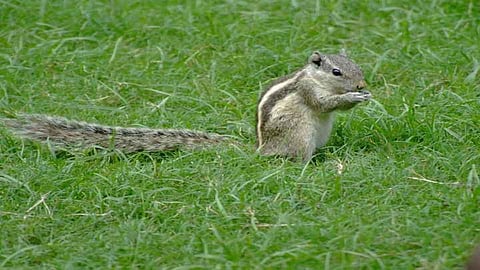 सातारा : खारुताईची शाळेत धमाल मस्ती