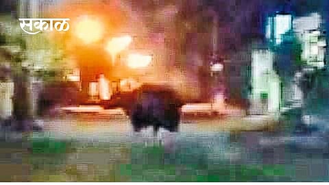Bison came to Vishrambag ... An atmosphere of fear among the citizens