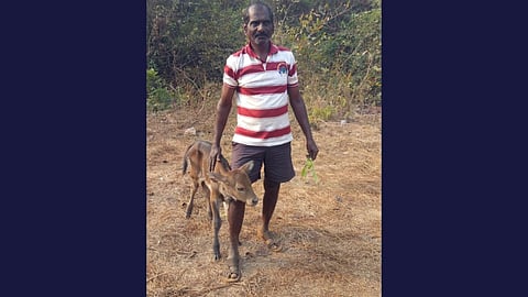 second case the month cow and cow baby secured kokan marathi news