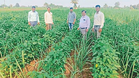 Soybean crop in sugarcane crop