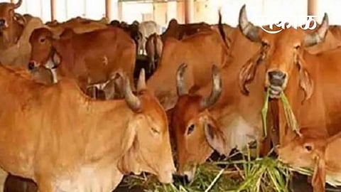 Decrease in livestock in Rajapur taluka