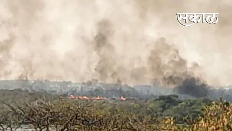 Fire in Ambazari Biodiversity Park in Nagpur Latest News