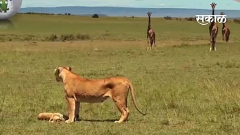 wild life video viral lion grief