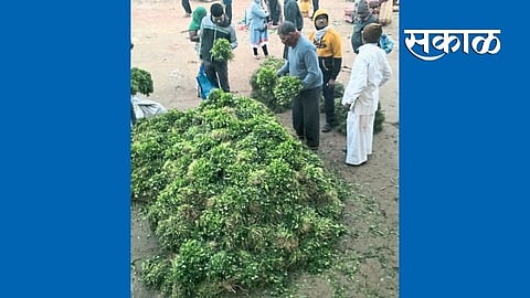 मोशी उपबाजारात पालेभाज्यांची मोठी आवक; कोथिंबिर झाली स्वस्त