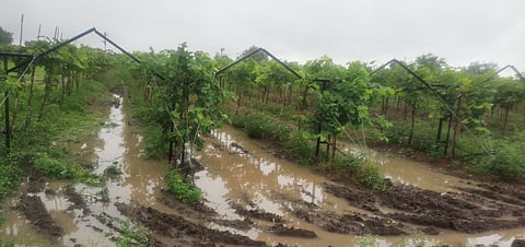 Sangola Rain