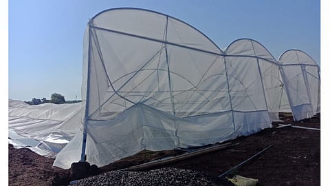 उंडवडी कडेपठार (ता. बारामती) - येथील शेतकरी सुमन नारायण जराड यांचे शेडनेट वादळी वाऱ्याने भुईसपाट झाल्याने नुकसान झाले आहे.