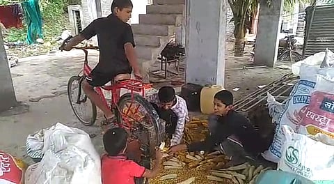 The story of made by children of farmers in the lockdown to make sweet corn