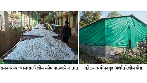 रेशीम उद्योग झाला मराठवाड्यातील शेतकऱ्यांसाठी तारणहार