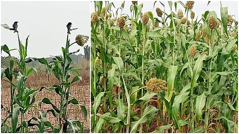 Sorghum