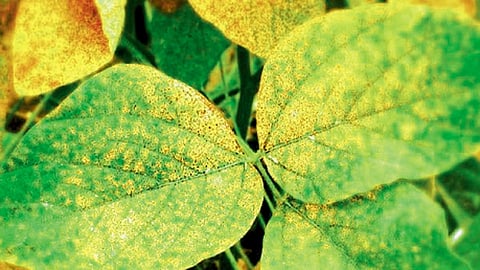 सोयाबीन