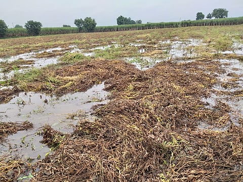 Crop damage due to heavy rains in Mahijalgaon in Karjat taluka