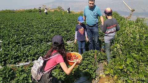 Wow It's So Sweet : चक्क शेतावर पर्यटक लुटताहेत स्ट्राॅबेरी खाण्याचा आनंद