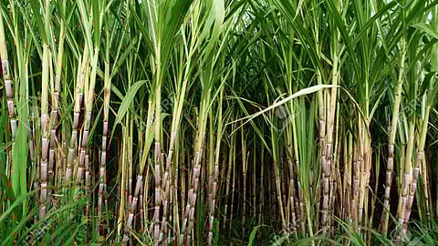 संग्रहित छायाचित्र