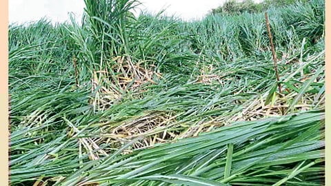 नागठाणे (जि. सातारा) : येथे वादळी वाऱ्यामुळे उस पिक आडवे झाले.