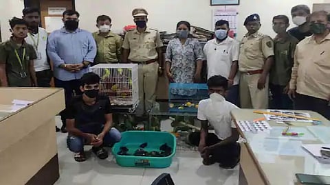 मुंबई, ठाण्यातून 88 वन्यजीवांची तस्करी; दोन जणांना वनविभागाकडून अटक