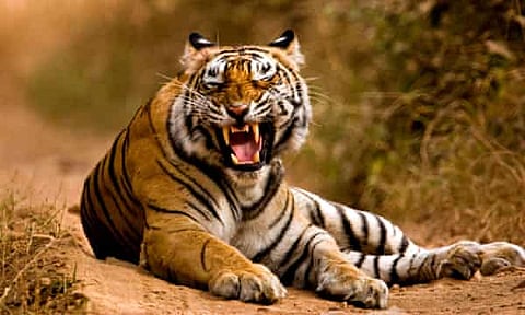 It Will be Increase in Nagpur District Human-Wildlife Conflict