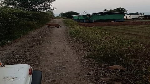 The sighting of leopards at Bharadi on Sunday morning has created an atmosphere of fear in the area.jpg