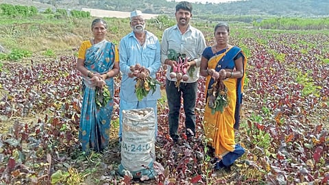 लौकी - थोरात यांच्या शेतातील दुधी भोपळा.