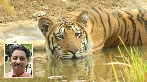 There were 40 thousand tigers in the country, now 2967 still forest insufficient