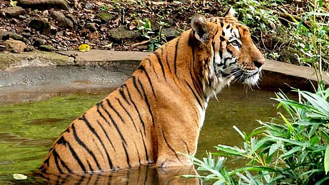 ... राणा गेला!