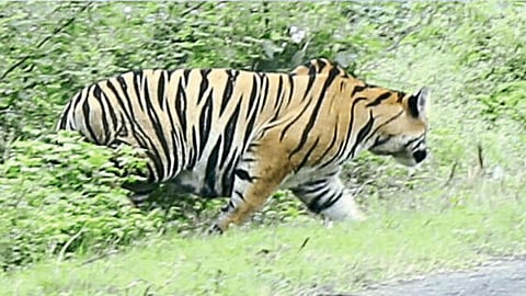 आयुध निर्माणीतील मागील परिसरात झुडपातून बाहेर पडताना वाघ.
