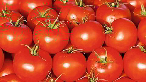 The virus also penetrated into tomatoes