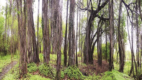 महाराष्ट्रात जतन केला आहे आशिया खंडातील दुसऱ्या क्रमांकाचा वटवृक्ष