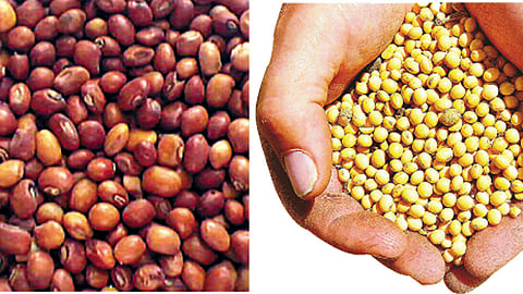 तुरीला लगाम; सोयाबीन किंचित वाढणार